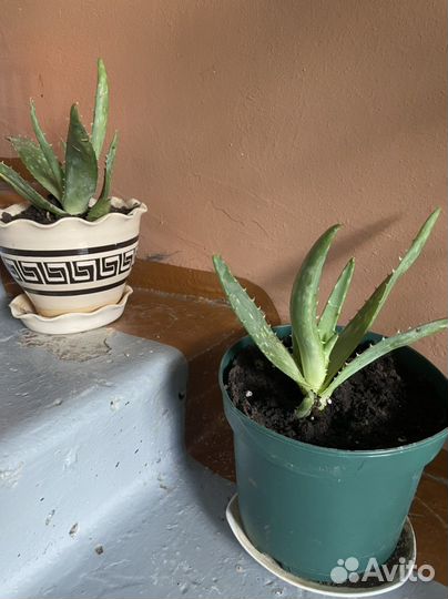 Алоэ лечебный