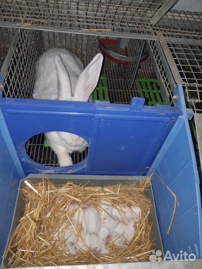 Кролики Хиколь