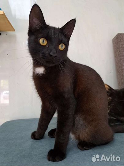 Кошка в дар бесплатно