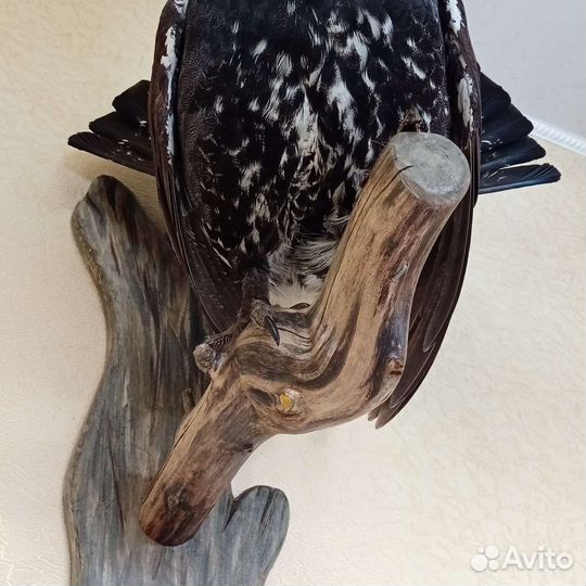 Глухарь чучело