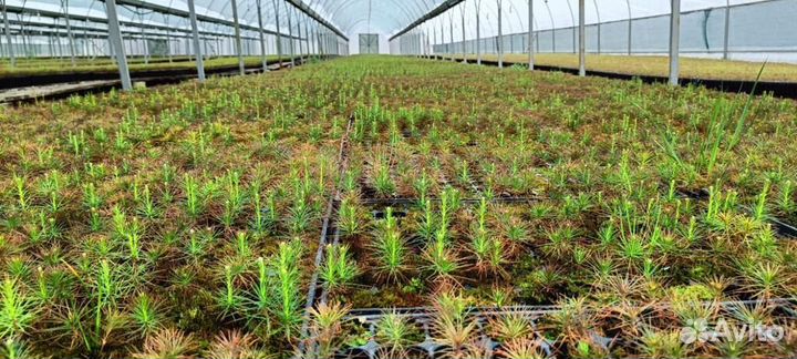 Саженцы ели зкс в розницу