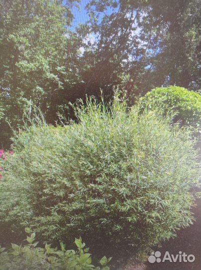 Ива карликовая