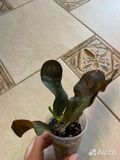 Кротоны разные