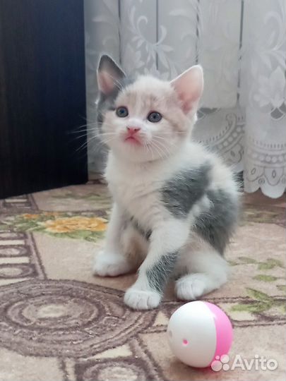 Кошка