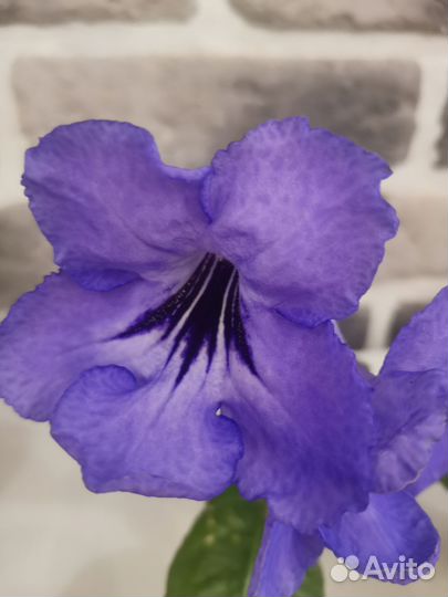 Стрептокарпус