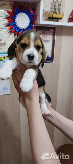 Бигль щенки