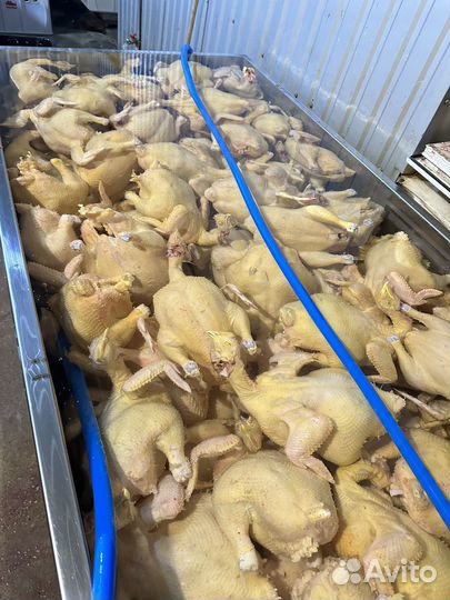 Куры бройлеры