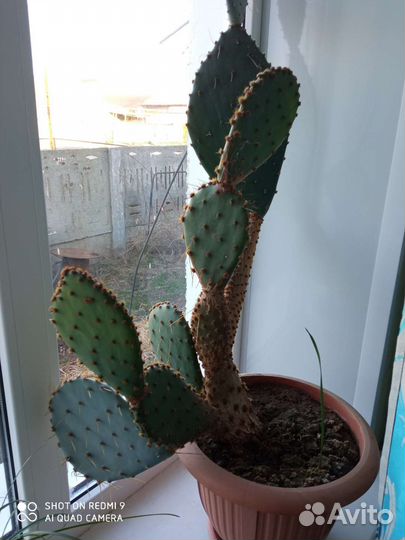 Кактус большой