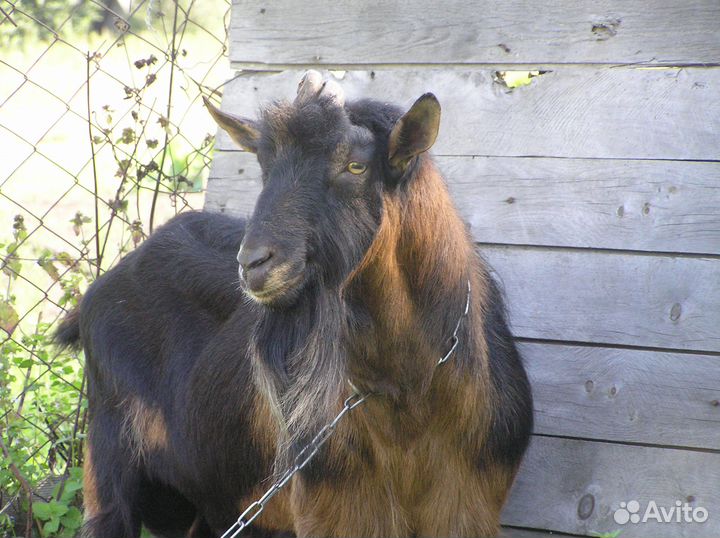 Альпийские козы