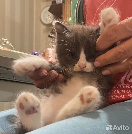 Чудесные домашние котята девочки 1,5 месяца в дар