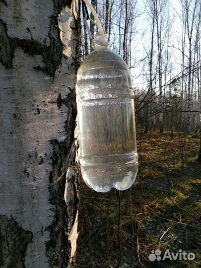 Сок березовый 2024