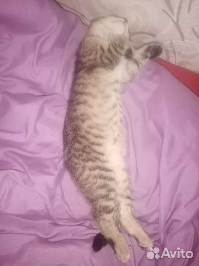 Котята в дар