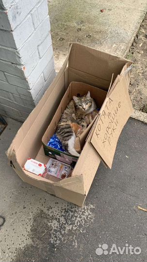 Кошка в добрые руки