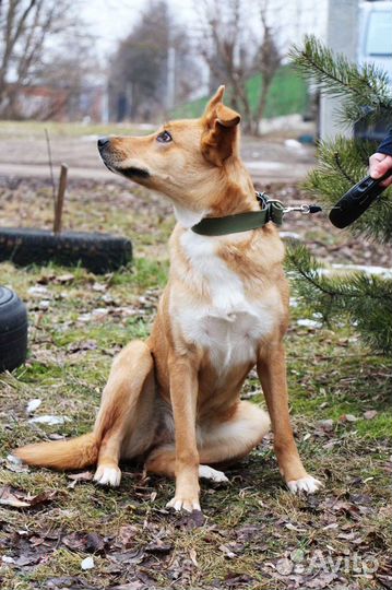 Малинка в добрые руки