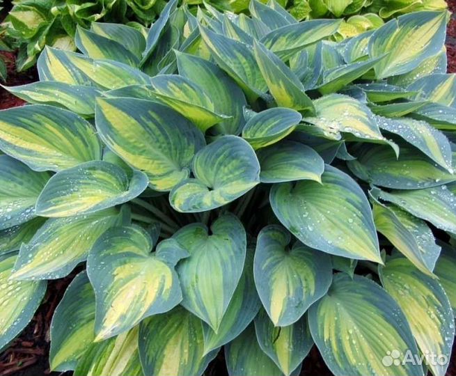 Хоста June Джун