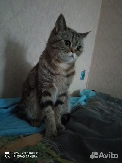 Британская кошка