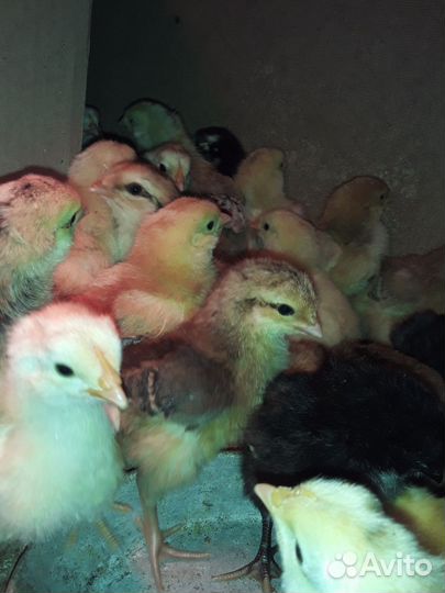 Продам цыплят