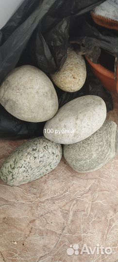 Аквариумные рыбки