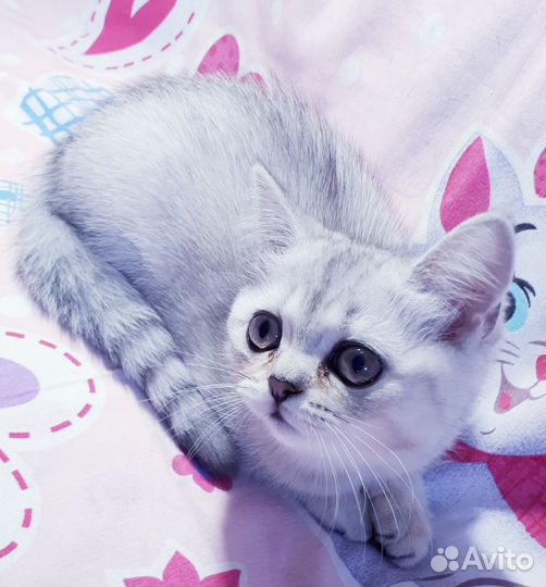 Шотландская вислоухая