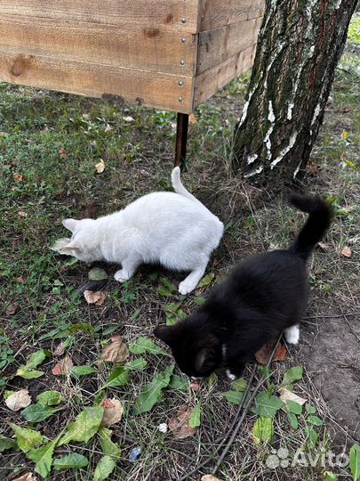 Котики в добрые руки