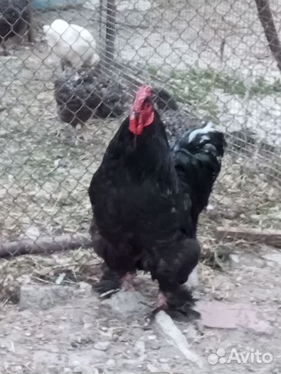 Петухи кохинхин чёрный