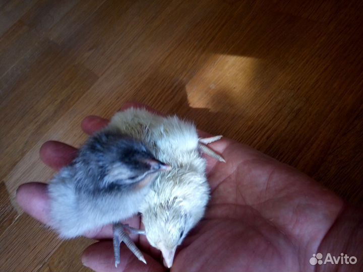 Цыплята кур помесные из цветного яйца