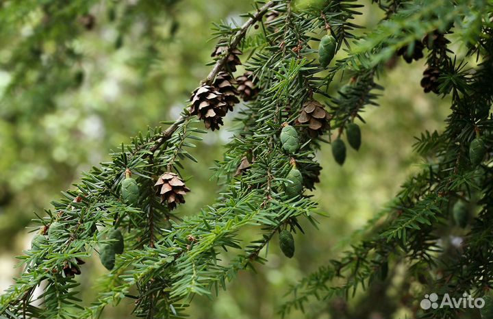 Тсуга канадская, вечнозеленая, семена