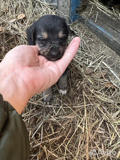 Щенки немецкой овчарки в дар