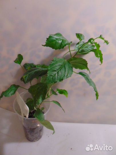 Гибискусы сортовые, мурайя, жасмин