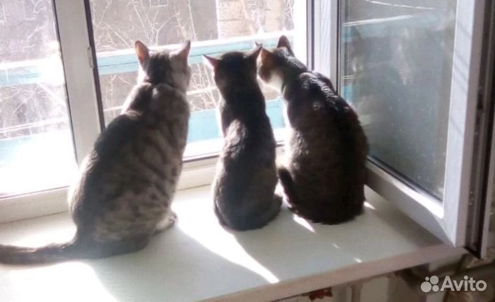 Кошки в добрые руки
