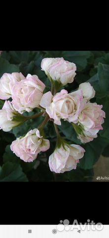 Пеларгония Ю-Царская Невеста купить в Москве | Товары для дома и дачи ...