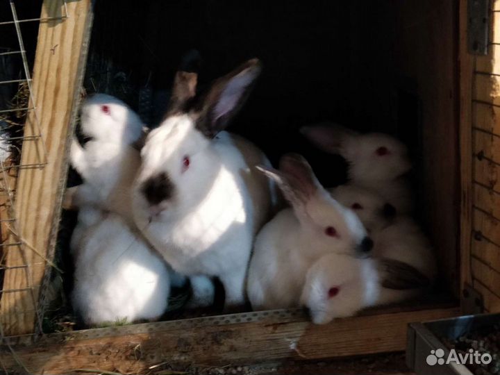 Калифорнийские кролики