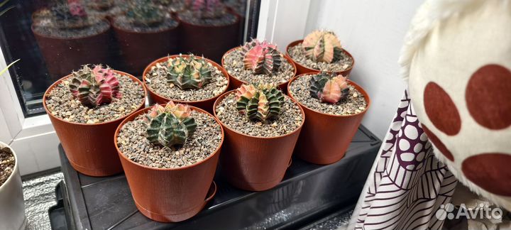 Кактусы - Тайланд