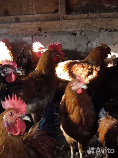 Молодые петухи