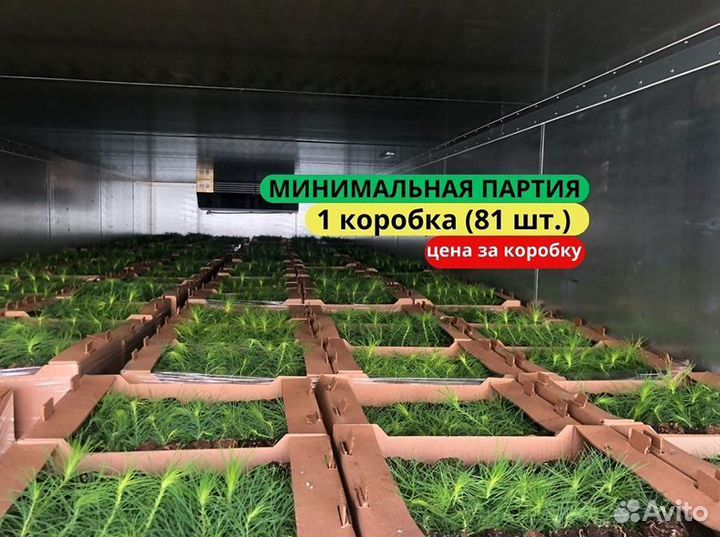 Сеянцы ели зкс в розницу