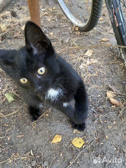 Черный котенок