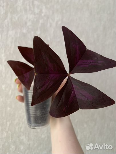 Кислица (Оскалис)