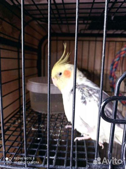 Попугай корелла