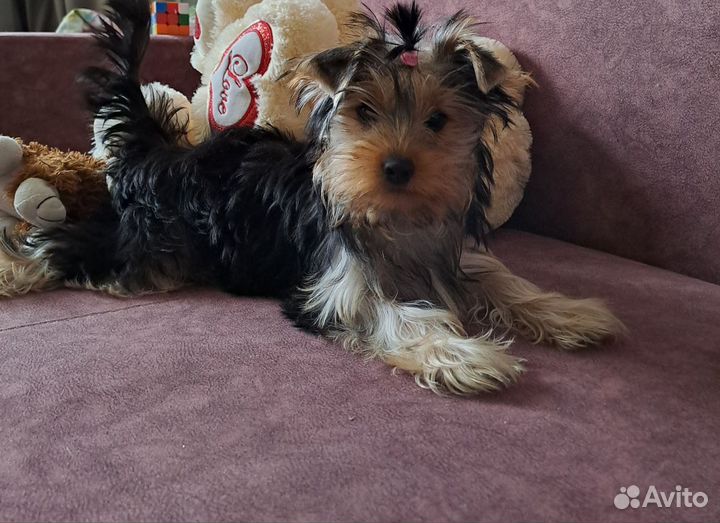 Девочка Йорка 4 месяца