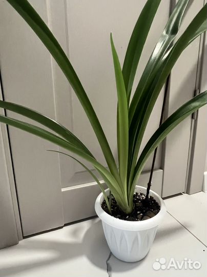 Гиппиаструм