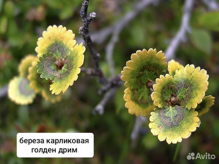 Карликовая береза