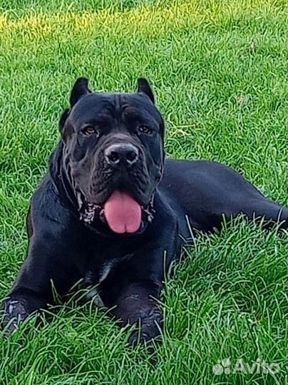 Кане Корсо отдам