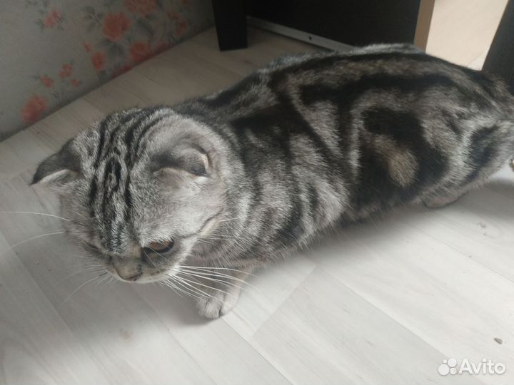 Шотландская вислоухая кошка в добрые руки