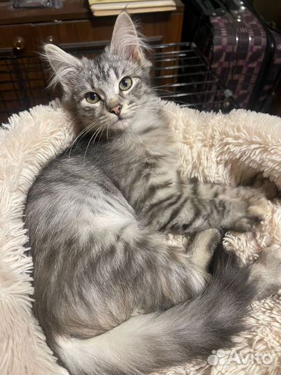 Пушистый котенок девочка