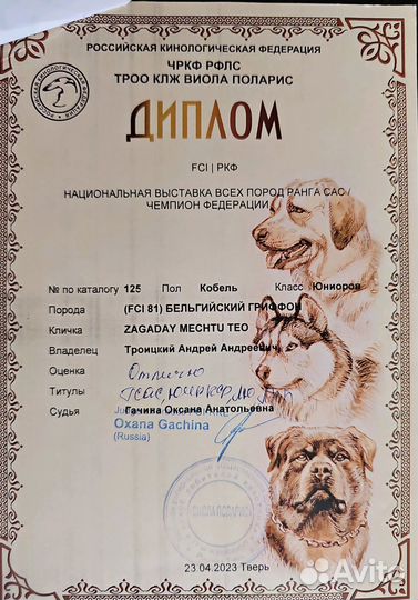 Бельгийский гриффон вязка