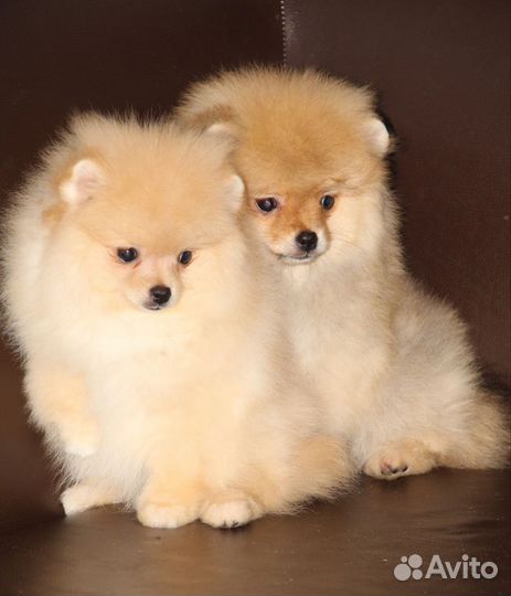 Шпиц мальчик и девочка