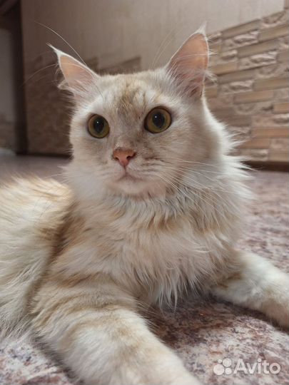 Сержант ищет дом