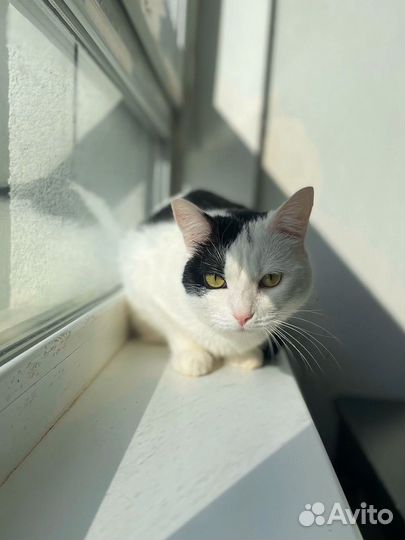 Кошечка красавица ищет теплый дом