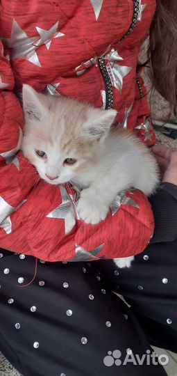 Отдам котята добрые руки