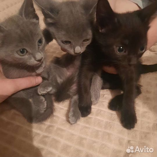 Котёнок бесплатно